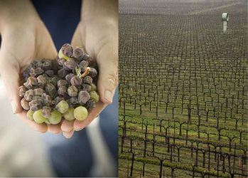 grapes-and-vineyard-photos